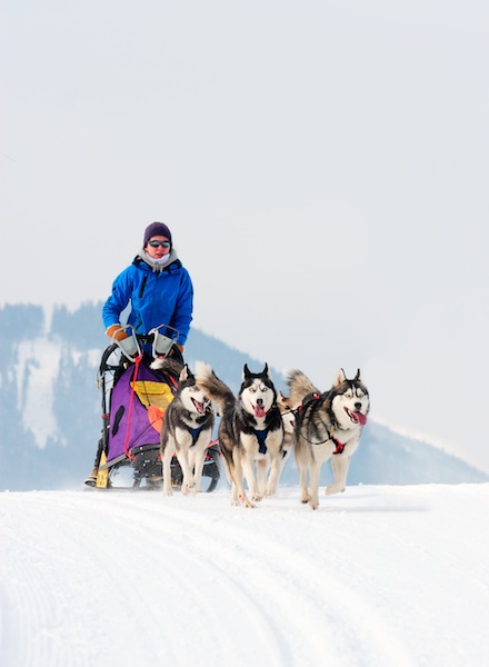 Schlittenhund_00302