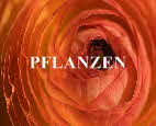 Pflanzen