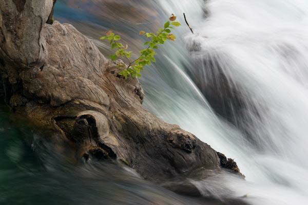 Holzstamm im Wasser