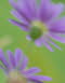blaue Gnseblmchen