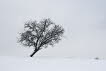 Baum im Winter