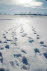 Spuren im Schnee