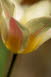 Tulpe