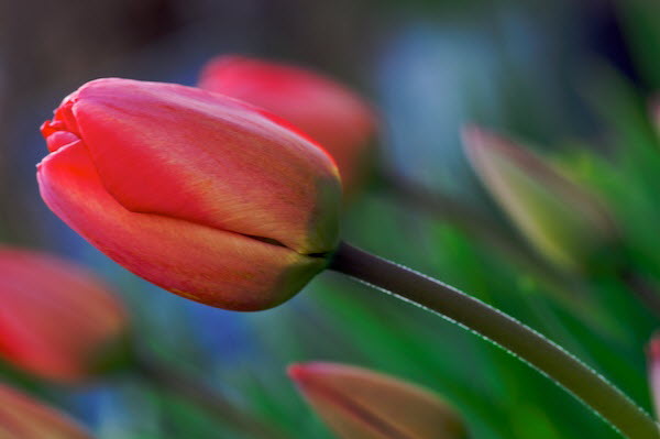 Tulpe
