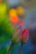 Tulpen