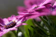 Mittagsblumen