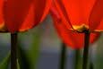 Tulpen