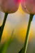 Tulpen