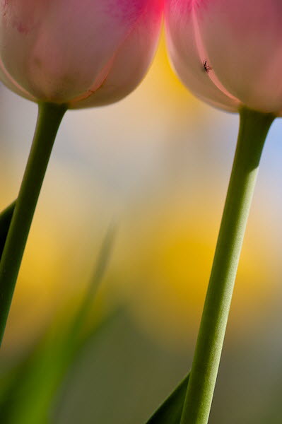 Tulpen