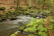 Bach im Wald