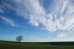 Baum mit Wolken