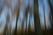 im Wald