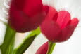Tulpen