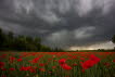 Gewitter ber Mohnblumen