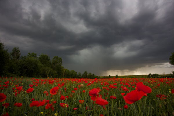 Gewitter ber Mohnblumen