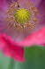 Mohn