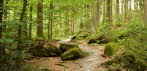 im Wald