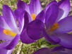 Krokus