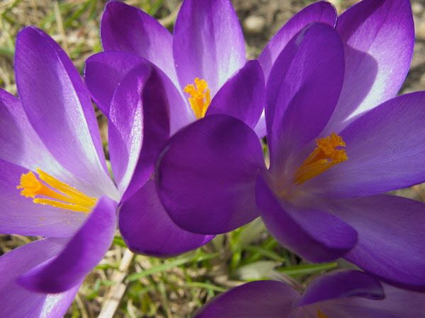 Krokus
