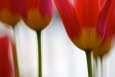 Tulpen