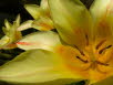 Wildtulpen