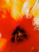 Tulpenblte