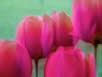 Tulpen