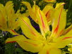 gelbe Tulpen