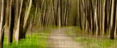 Weg im Wald