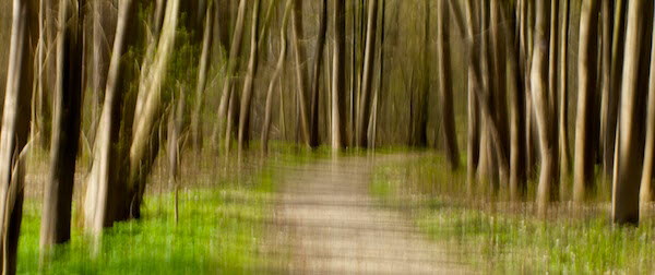 Weg im Wald