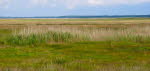 Landschaft auf Hiddensee