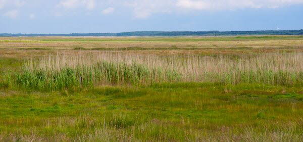 Landschaft auf Hiddensee
