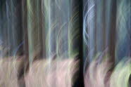 Baum