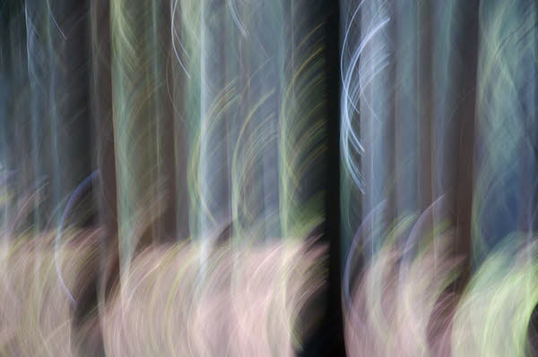 Baum