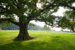 Eiche