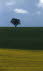 Baum mit Rapsfeld