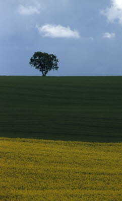 Baum mit Rapsfeld