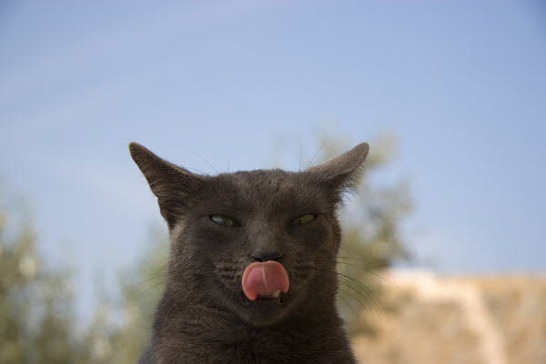 Mietzekatze in Deja 