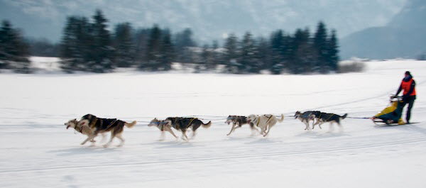 Schlittenhunderennen