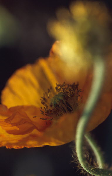 Gelber Mohn