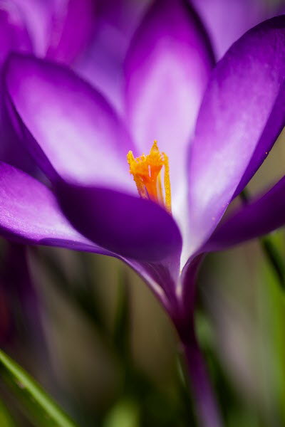 Krokus