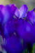 Krokus