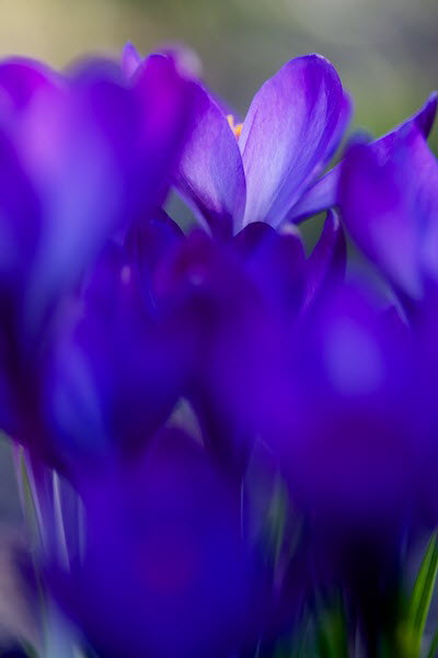 Krokus