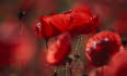 Mohnblumen