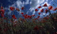 Mohnblumenfeld