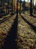 Schatten im Wald