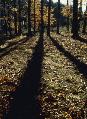 Schatten im Wald