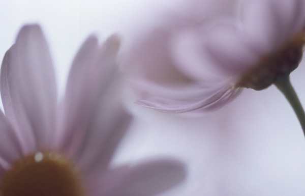 mittagsblumen_001